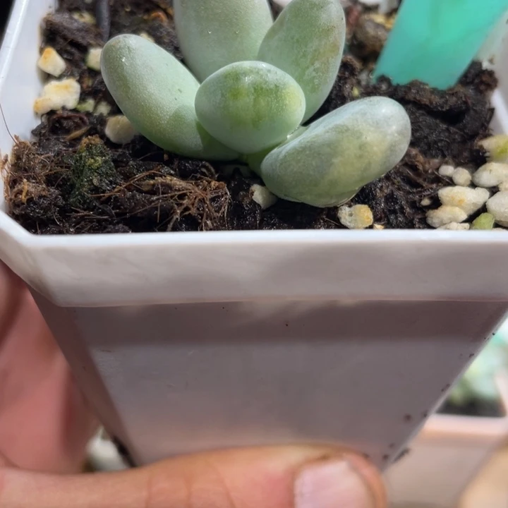 蛋黄奶锦309号的啊啊多肉啊啊