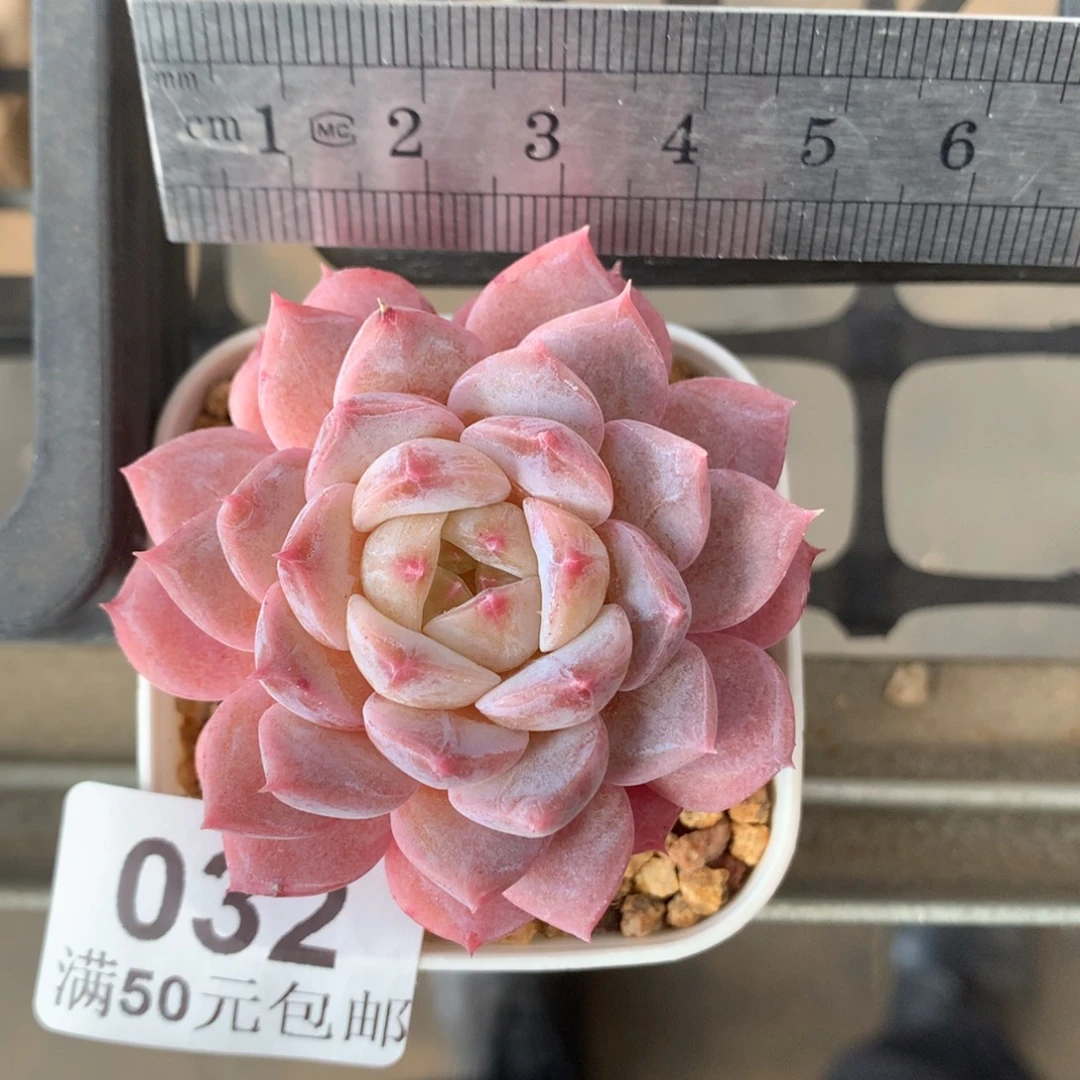 32。桃夭糖心。多肉。