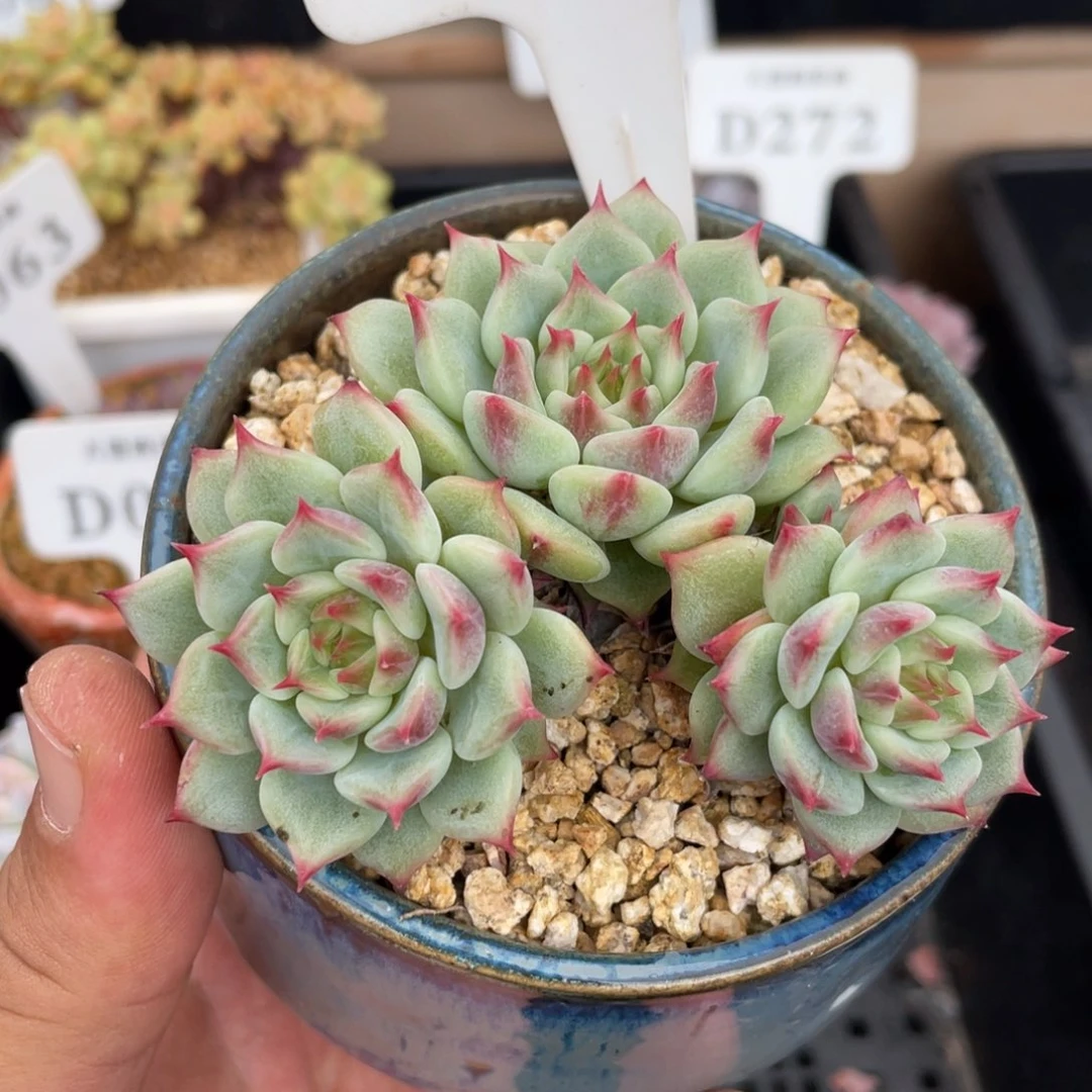 0526蓝眼不带盆8厘米