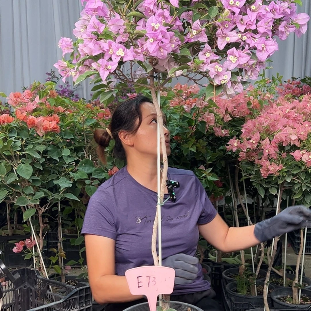 幽***兰大部分花苞少量开放E73巴西紫