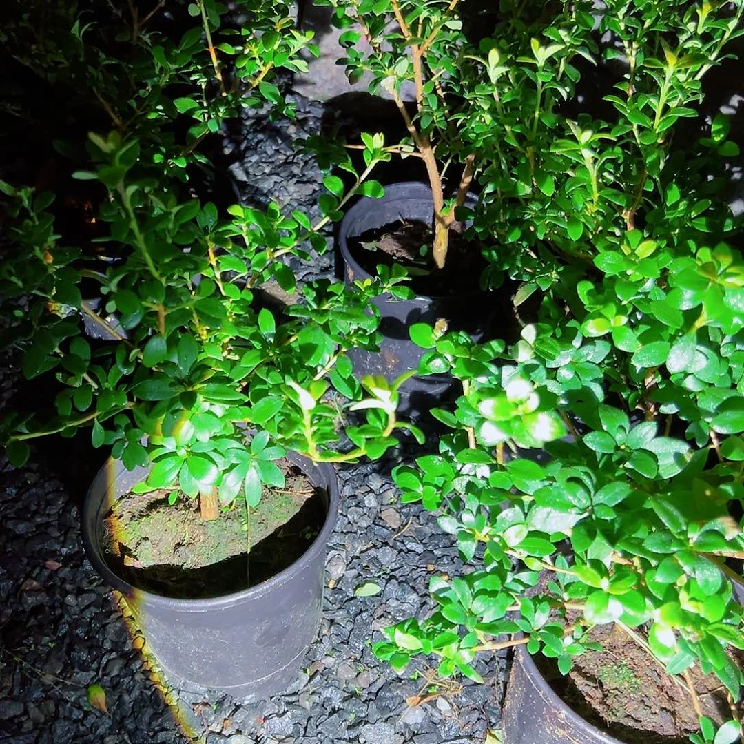 无花朵盆景皋月杜鹃八之之镜