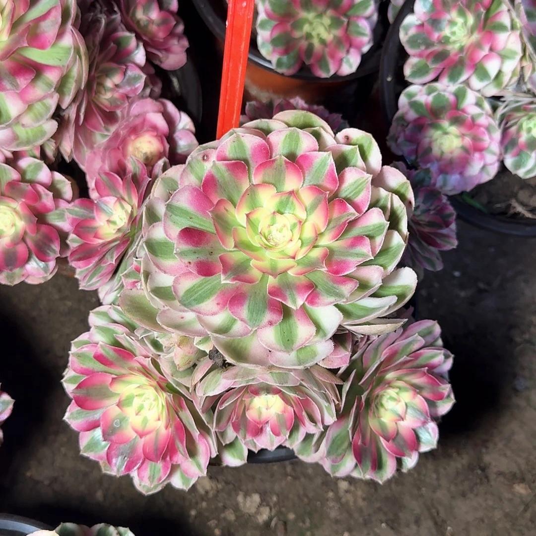 4-859倾城多肉法师