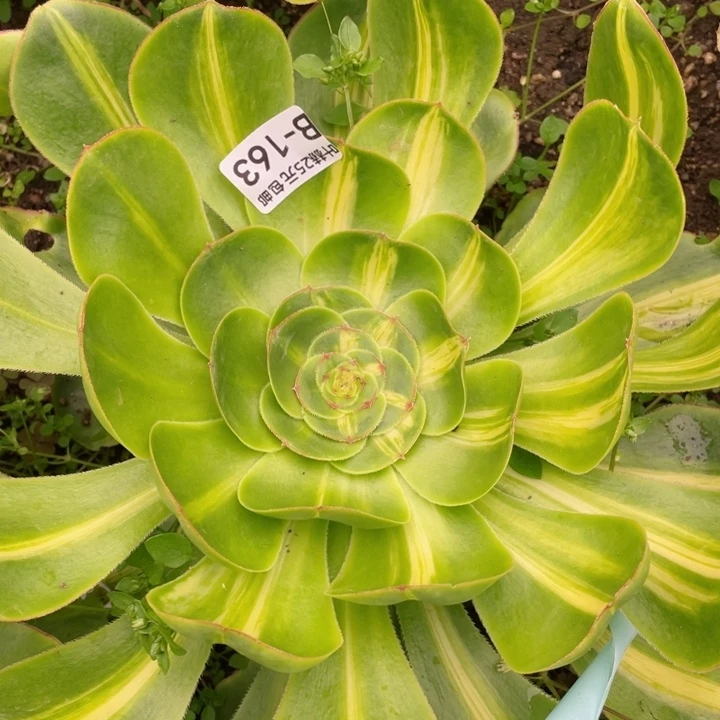 163暴君多肉12345678