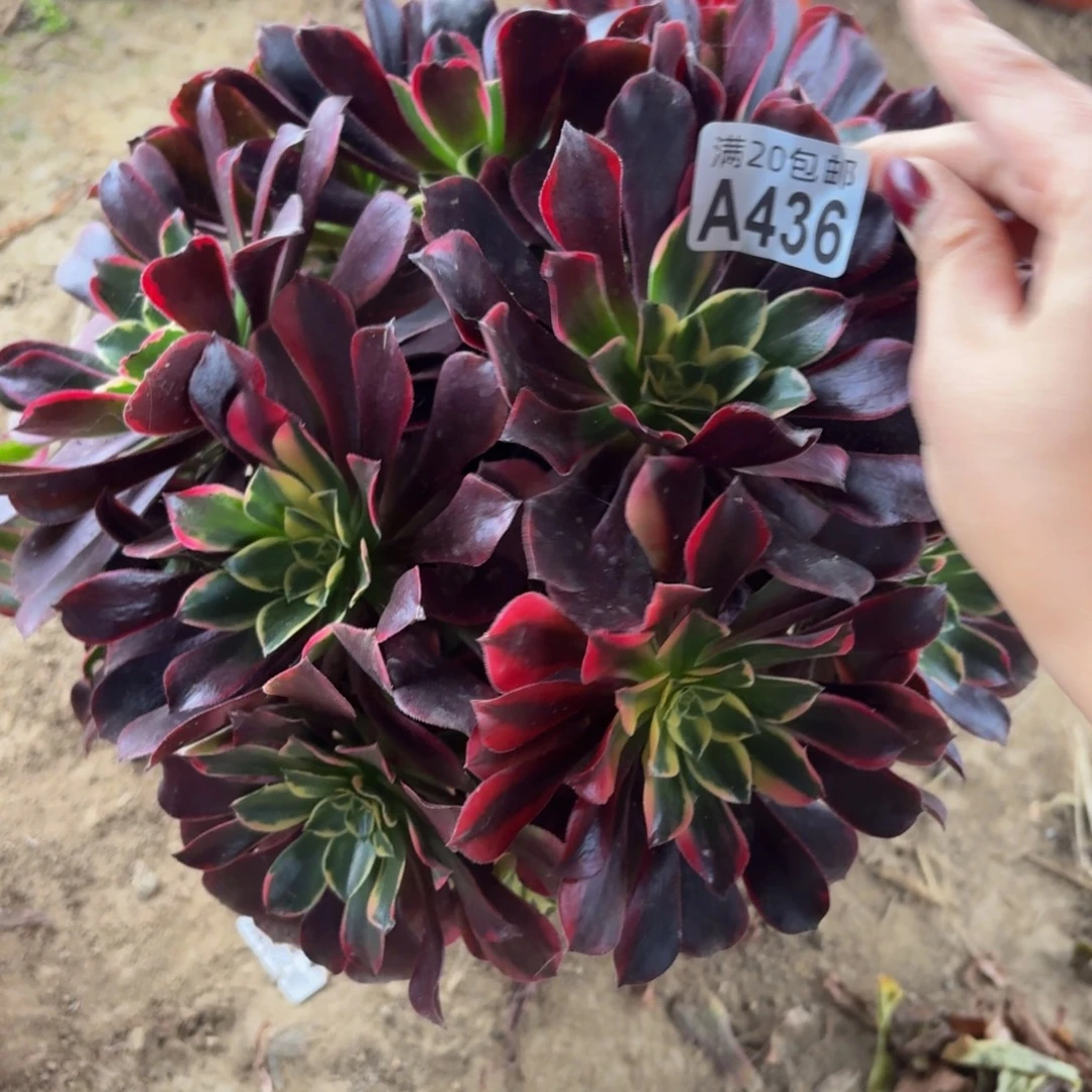 436多肉植物捧花的时候