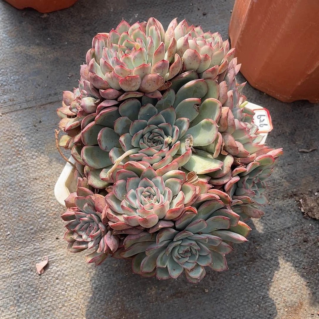 626荷花 一物一拍多肉