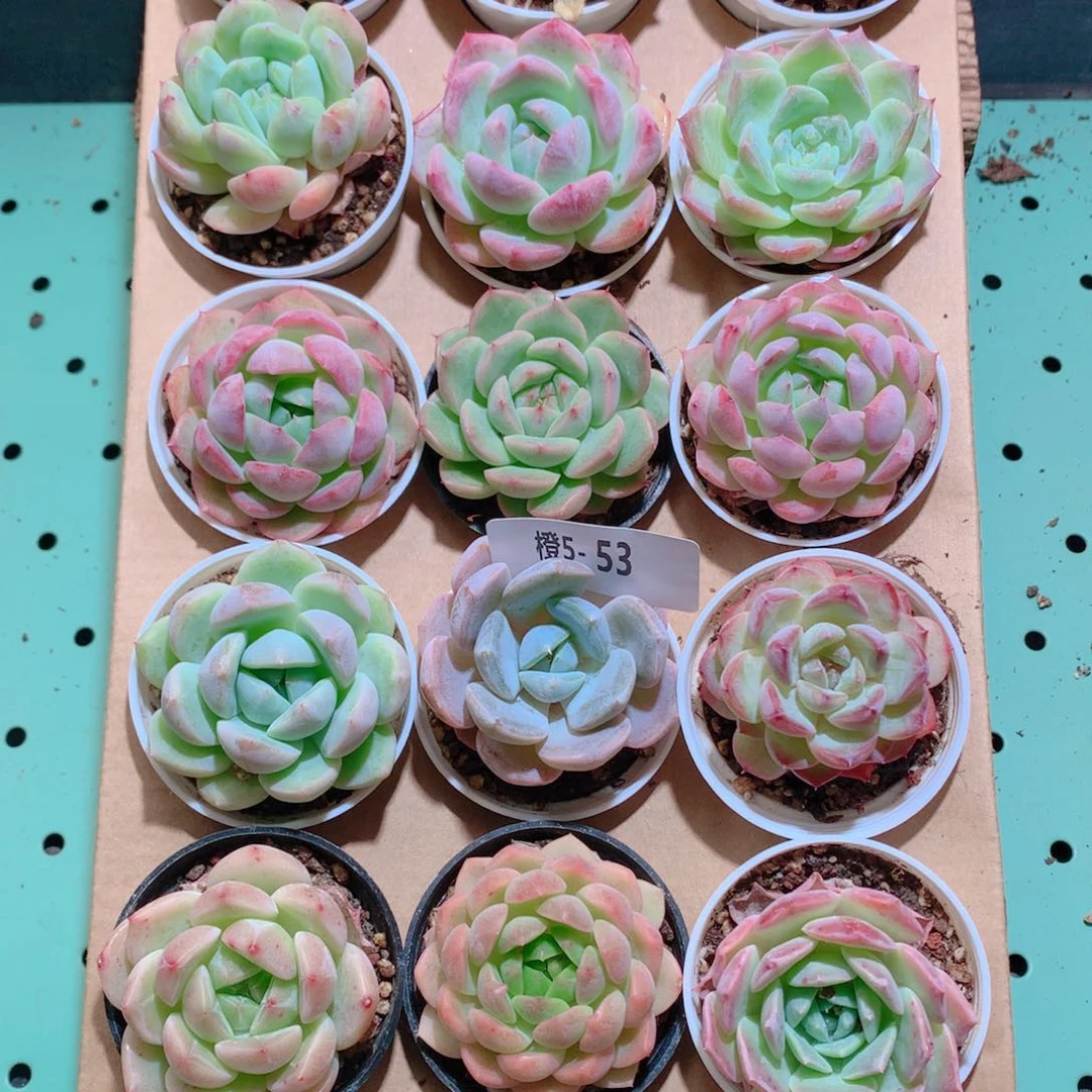 5-53一物一拍带盆18颗