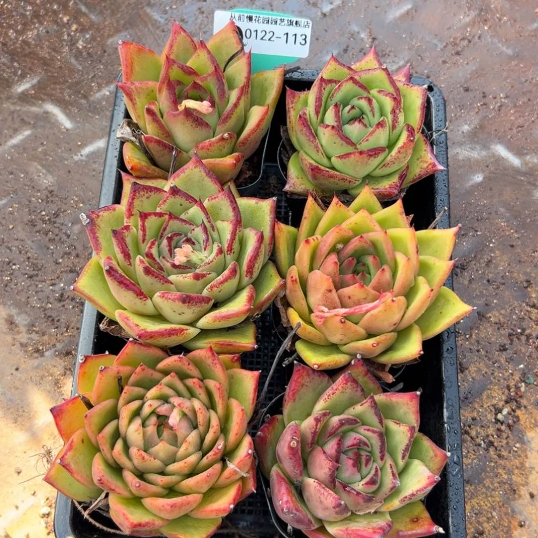 多肉精选编号0122.113