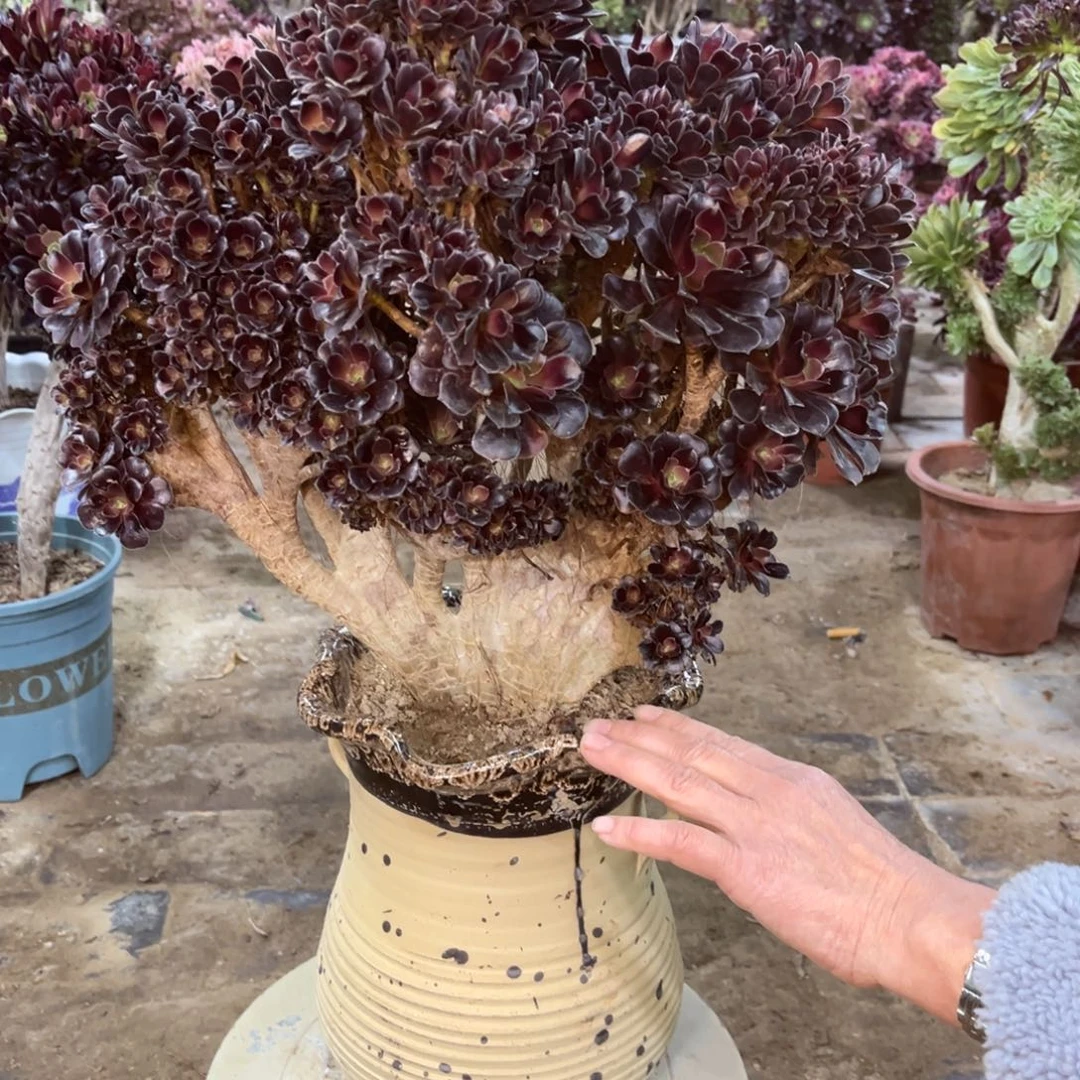 精品法师一物一拍