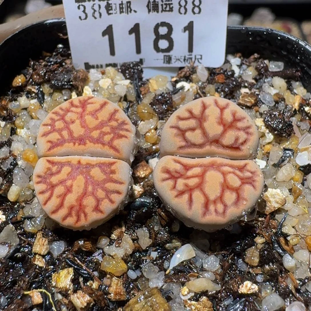 Ssss精品生石花1181