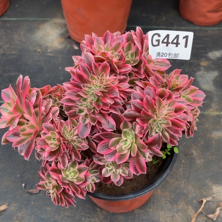 瑞妈多肉植物。441.女巫缀