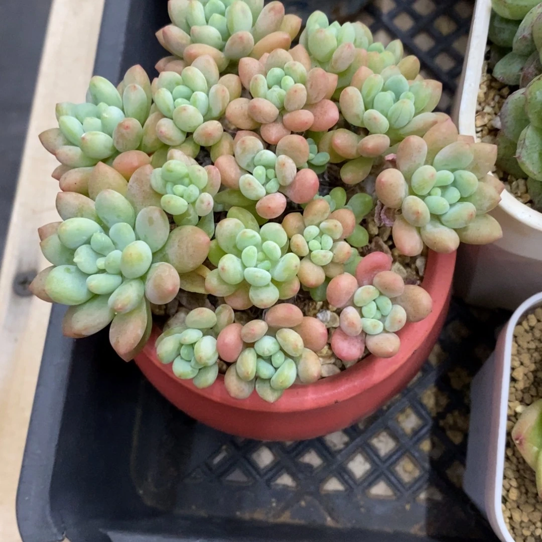 精品多肉一物一拍不包整6