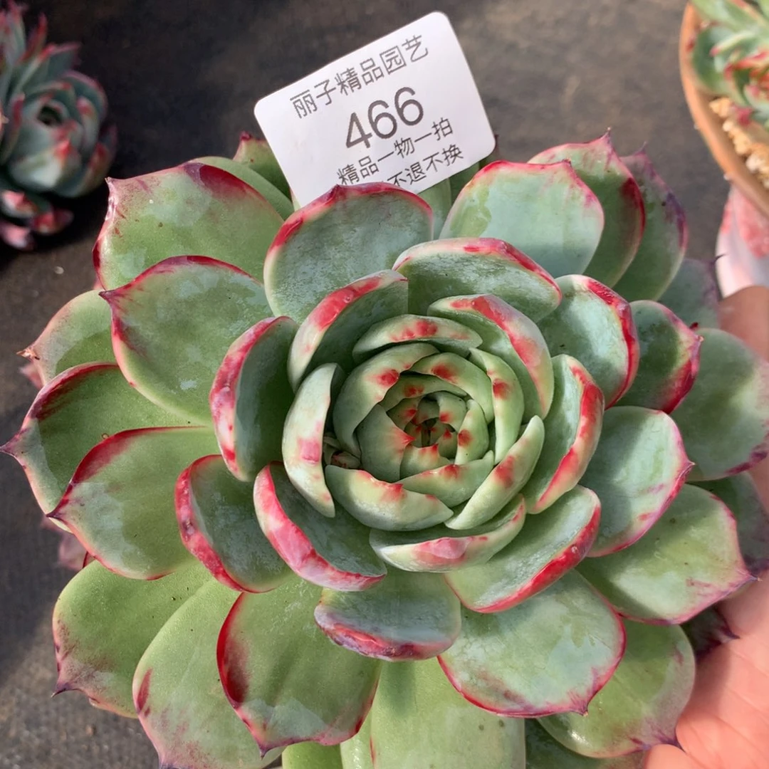 一***世466多肉植物惊鸿16
