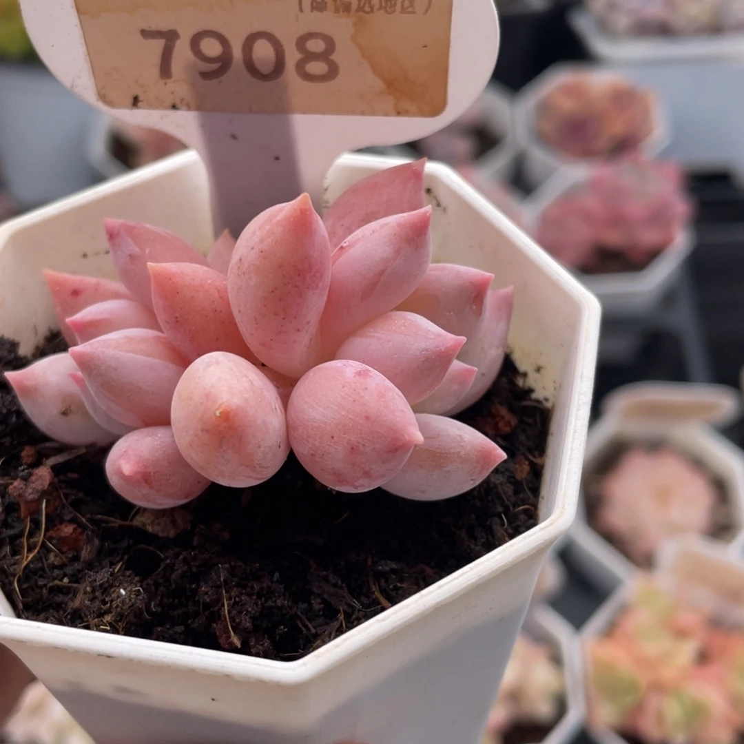 所罗门7908-5.0厘米