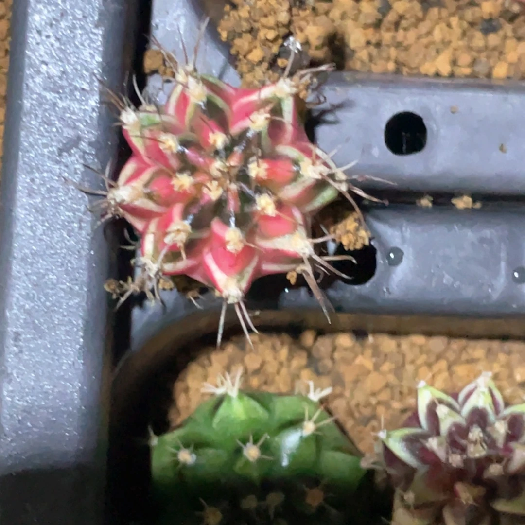 斜****当前无花朵，栽培后可花朵虎斑米哈锦