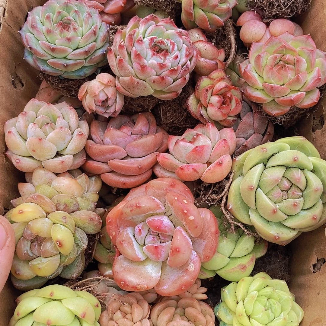 00000000001量拍保底20颗