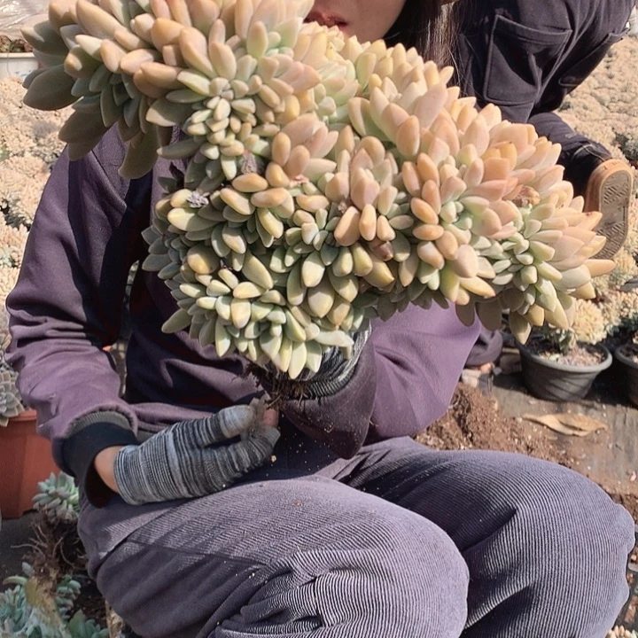 570 淡雪缀 一物一拍