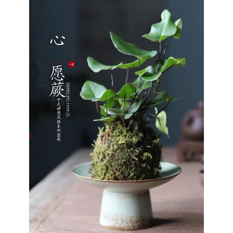 苔藓球心愿蕨禅意水培耐阴室内植物观叶桌面懒人绿植鲜活微景蕨类