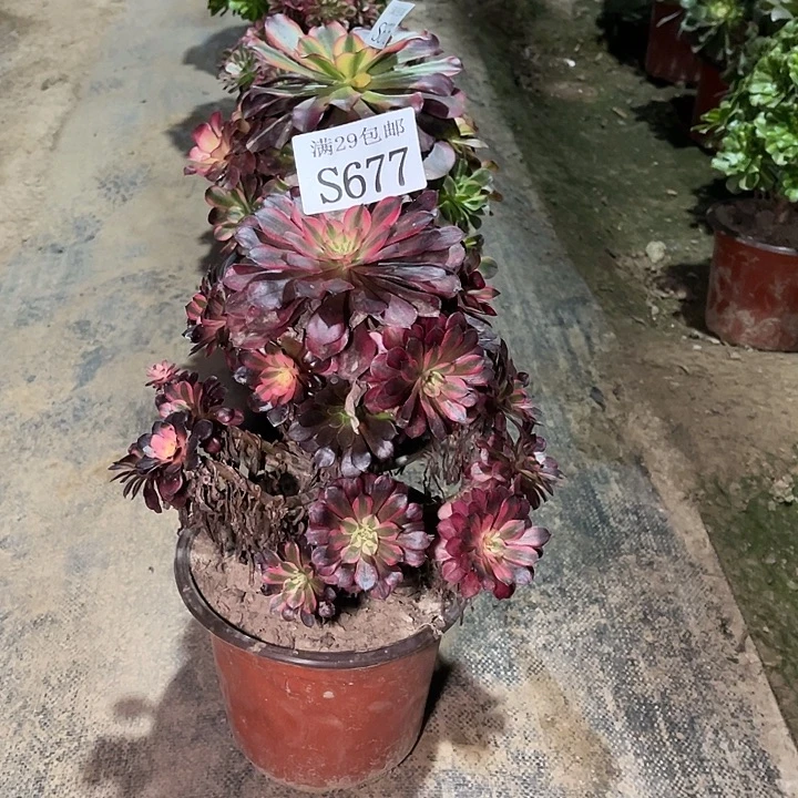 677黑铜白多肉植物