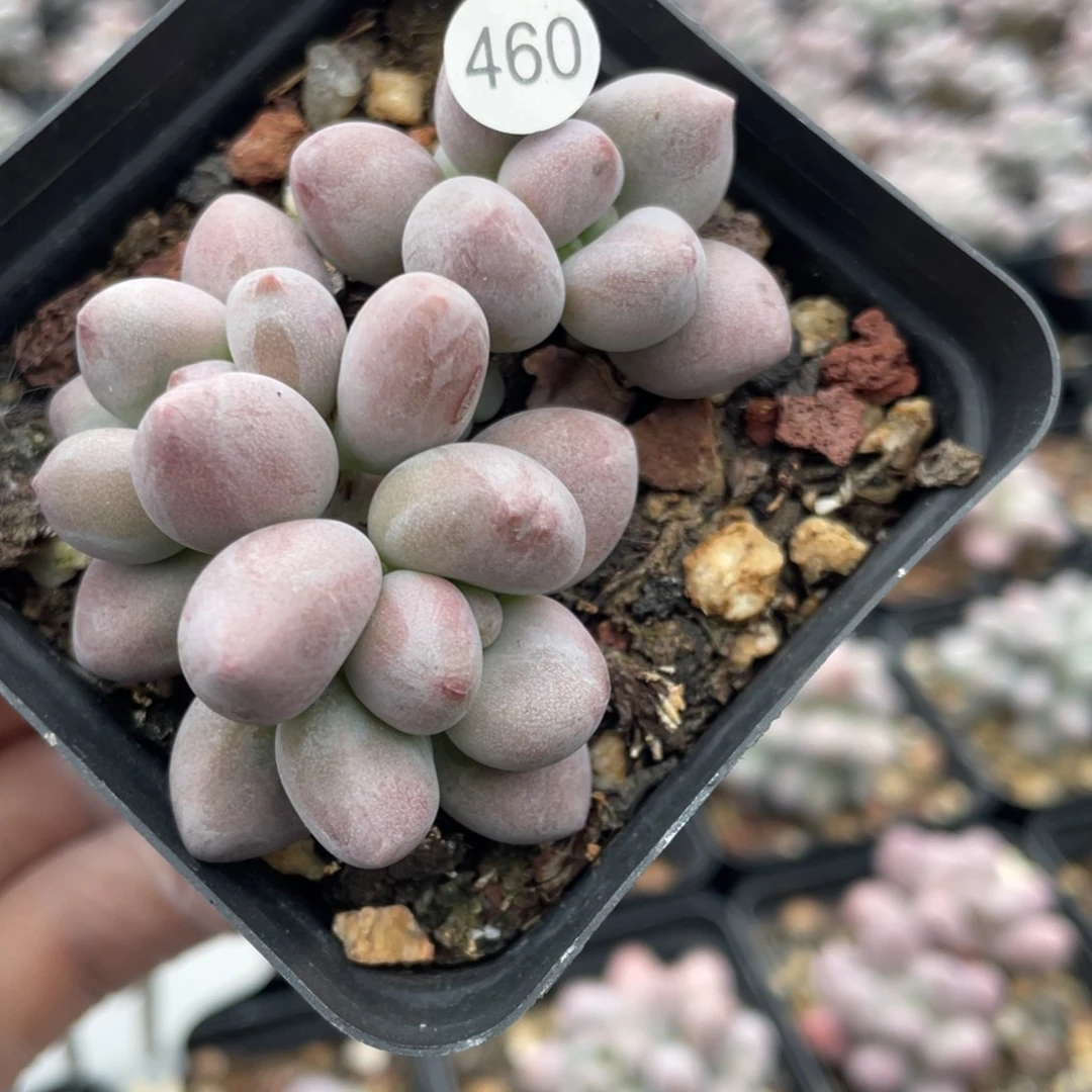 仙子奶酪多肉植物