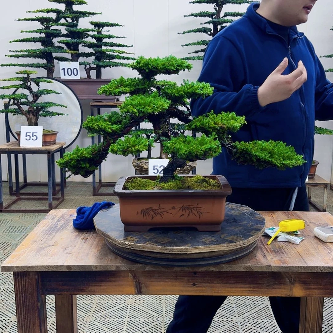 无花朵柏树造型盆景