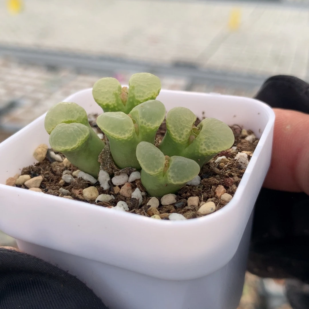 a172粉樱风铃母本