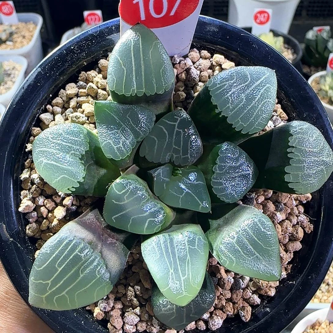 107号丸叶云窗克一物一拍带盆土