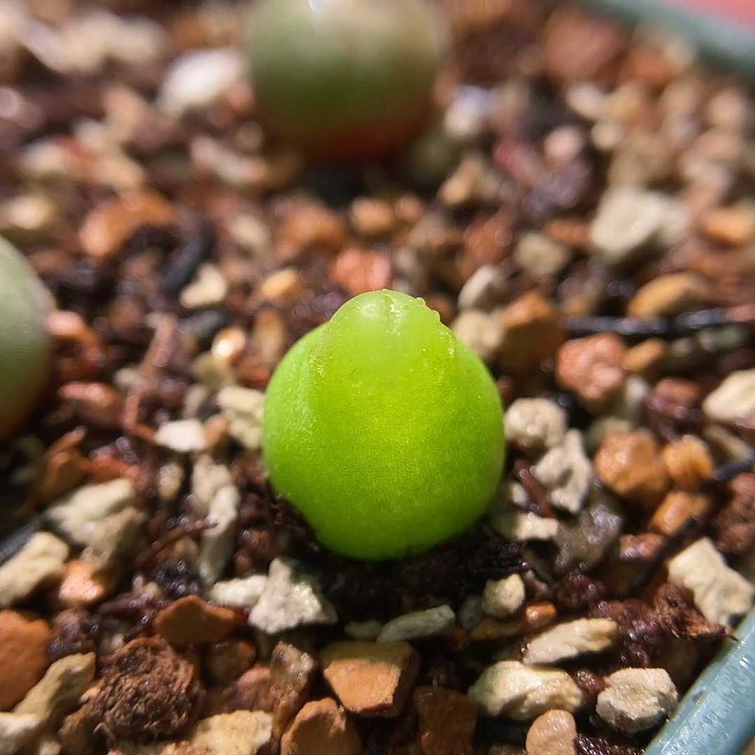 大葫芦一颗三年尺寸0.9包邮
