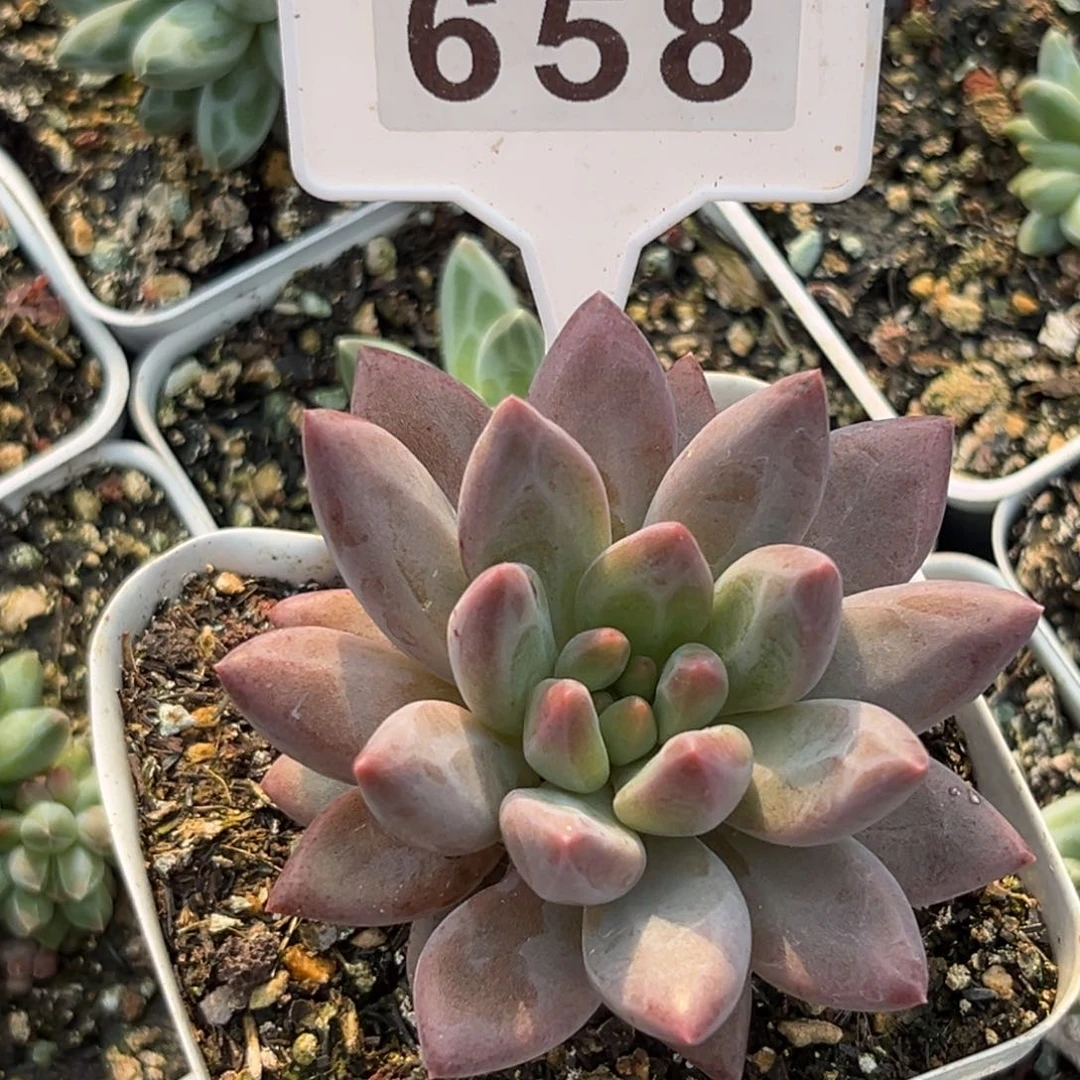 水晶球多肉植物658