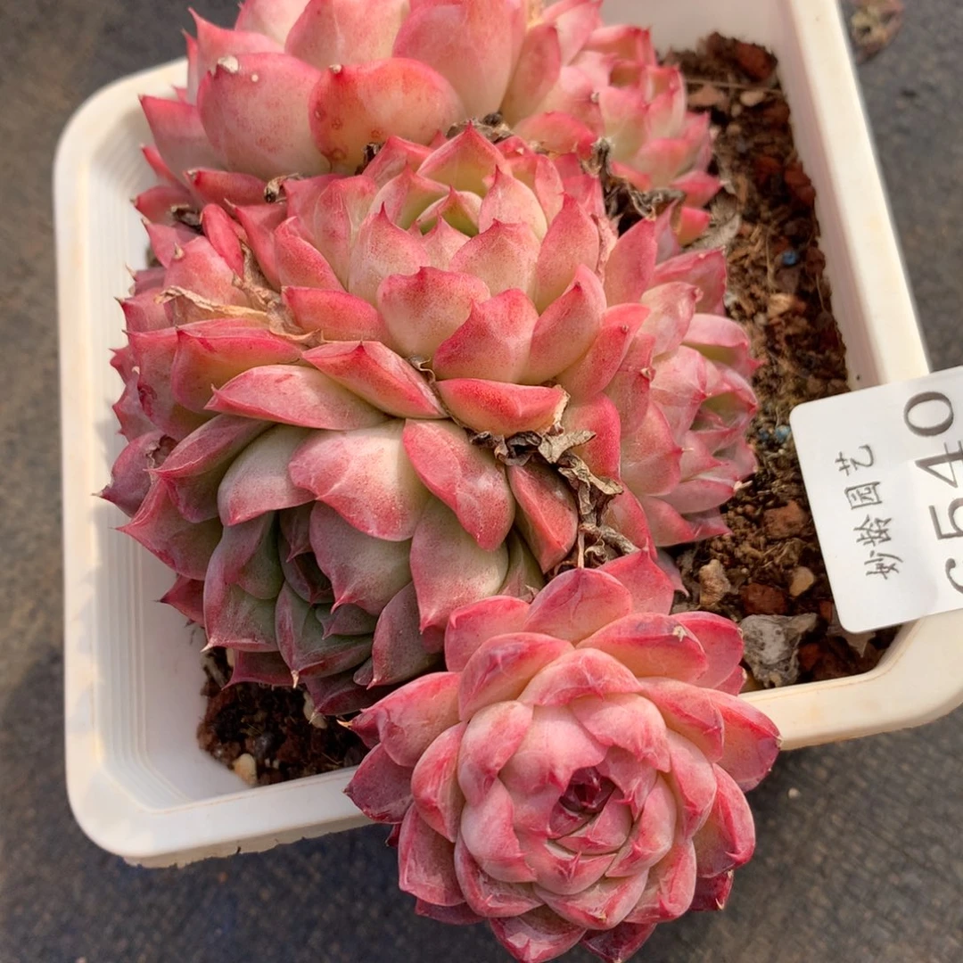 6540杂交多肉植物