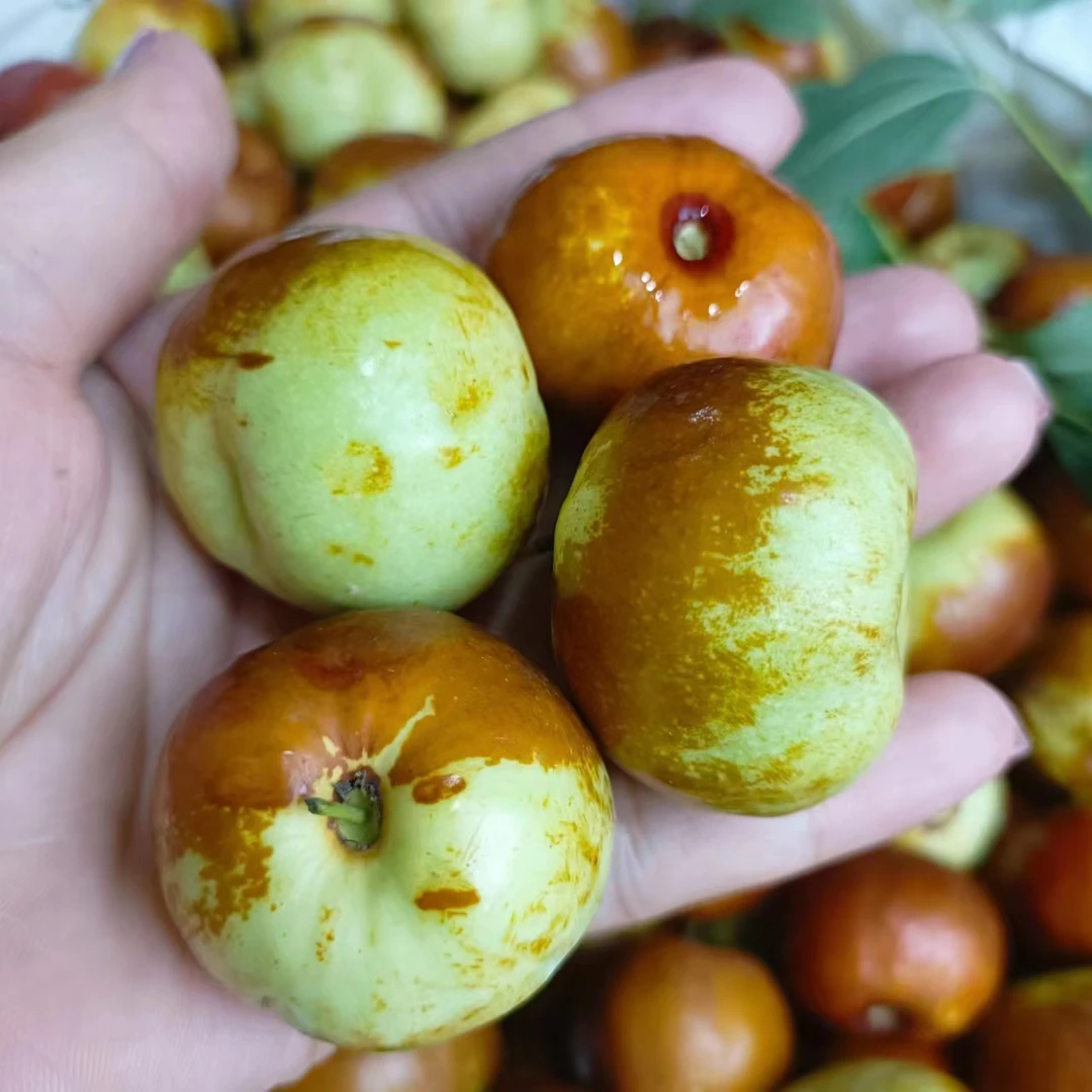 新疆牛奶蟠枣(脆甜)