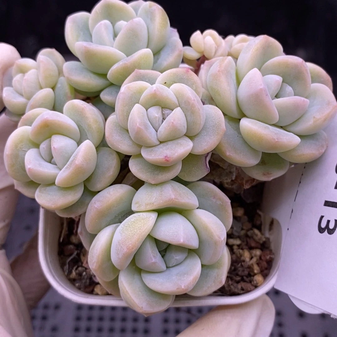 【闪购商品】08-13