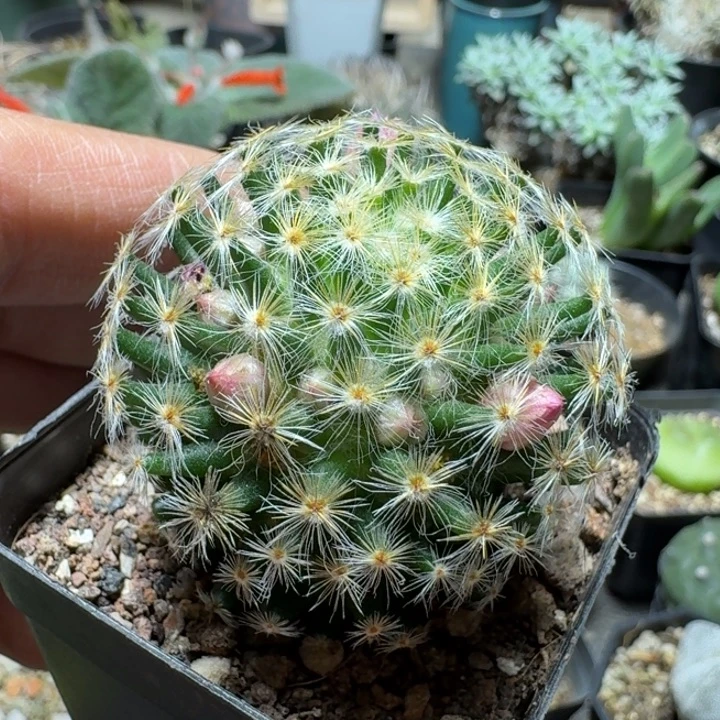 533明星实生脱土发货