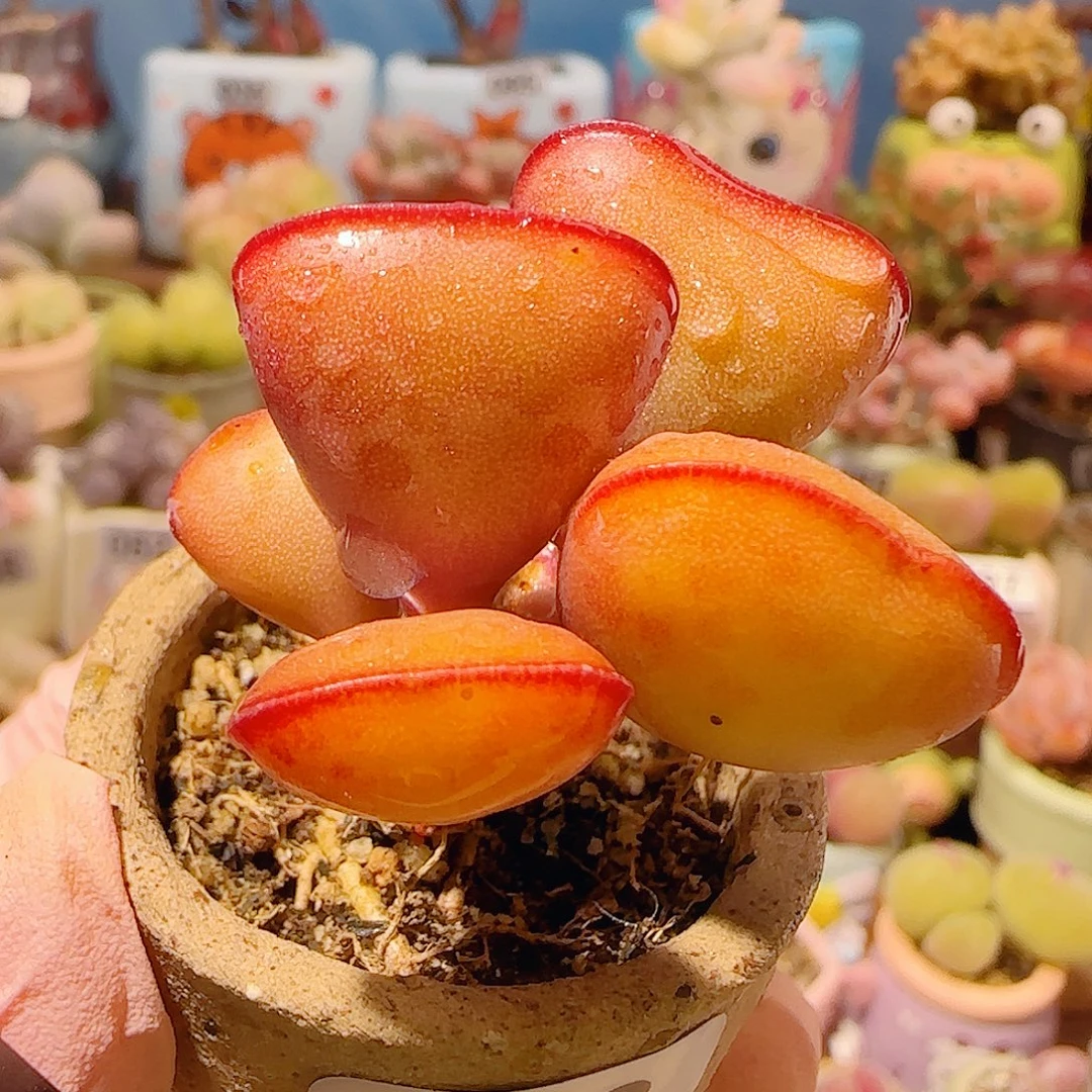 T双头爱心水泡盆口4cm