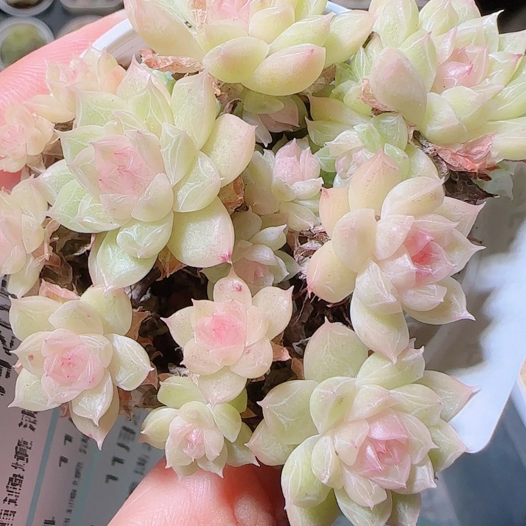 想***觉花语逸镜1120-74散