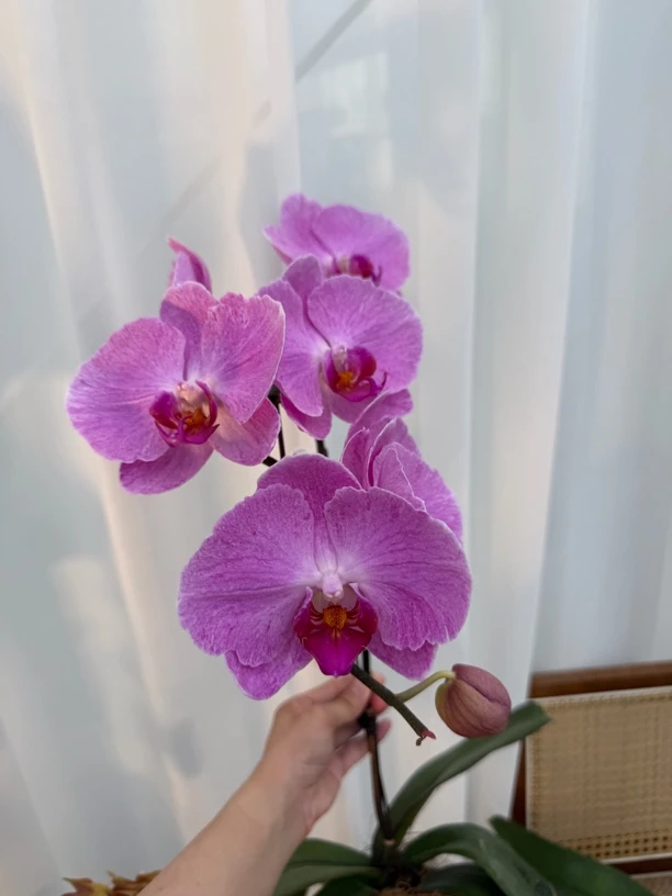 【予兰·一物一拍】3.5寸杯变异粉冠军