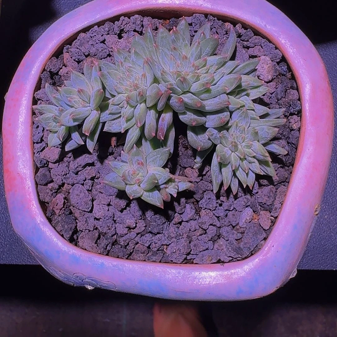 牵手缀化  一物一拍