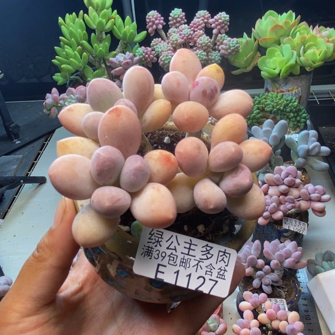 127黄金香水手指奶多肉7c m