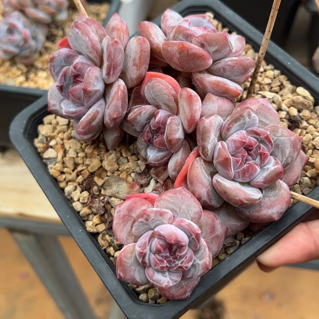 5头哈哈哈哈哈哈哈哈