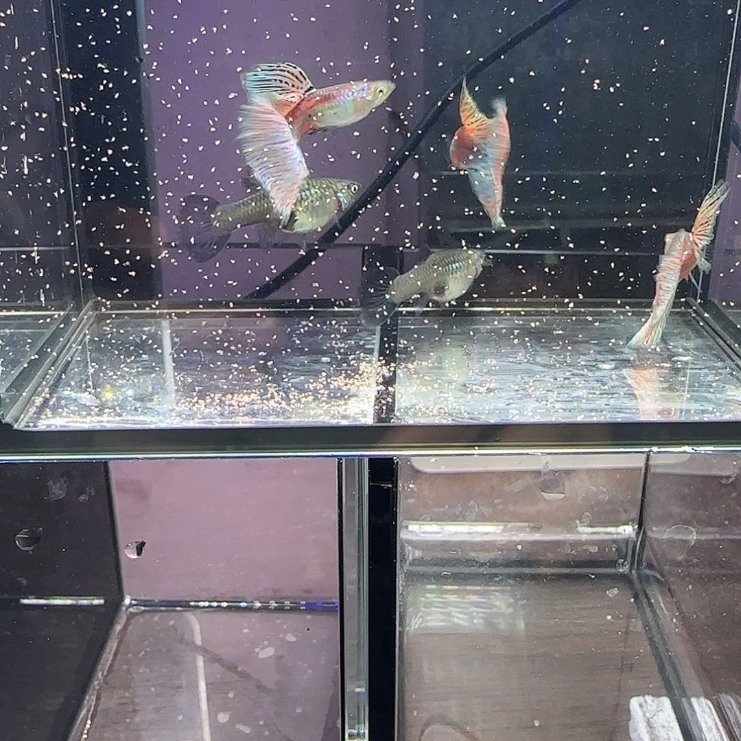 孔雀鱼红草三公两母！！