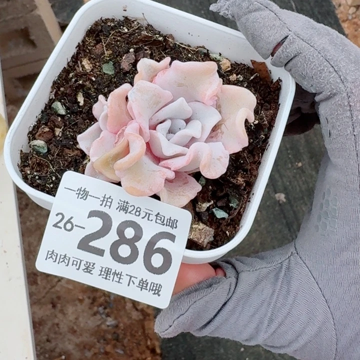 芭蕾舞者无盆土发货多肉