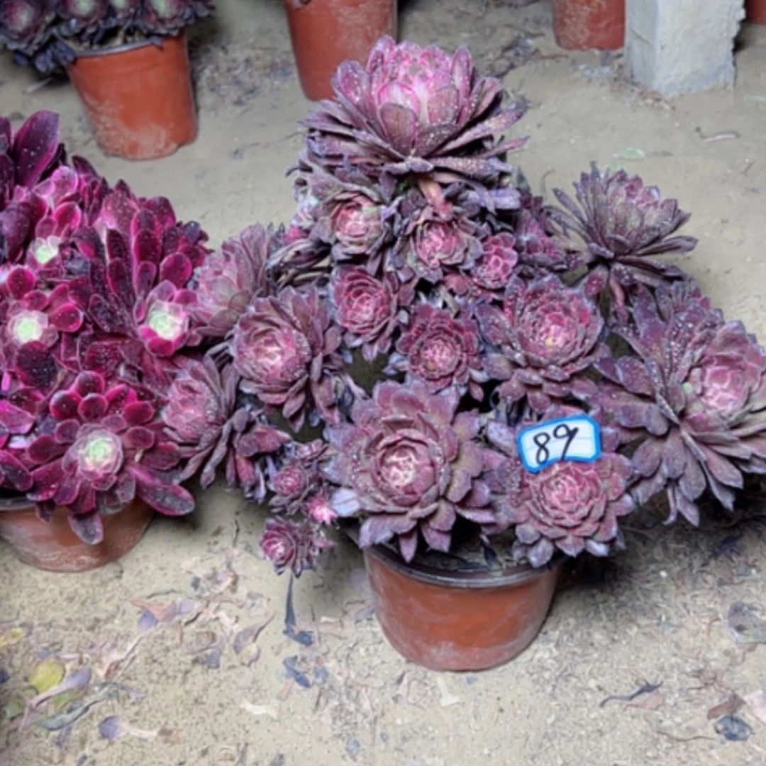 【闪购商品】多肉植物紫霞89