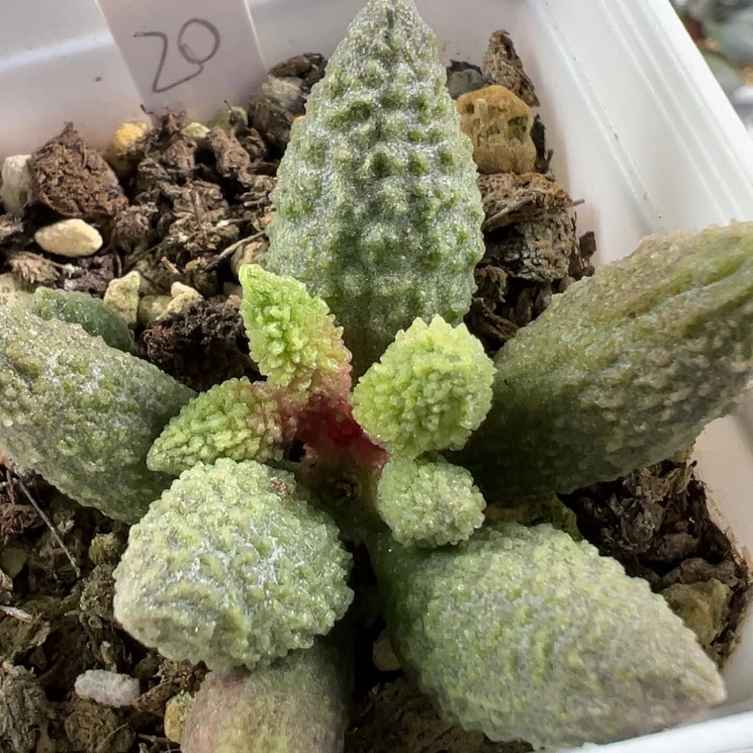 w绿色冰晶颗粒款实生新品