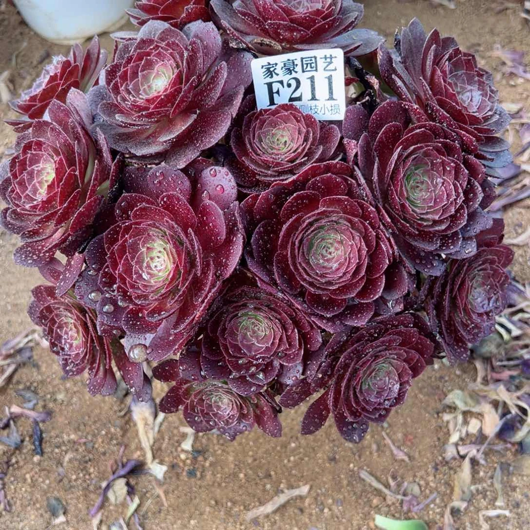 211黑珍珠尺寸25左右当年桩