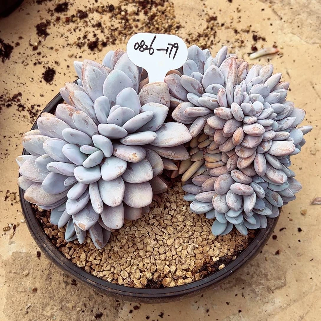 0826-179拉拉奶缀