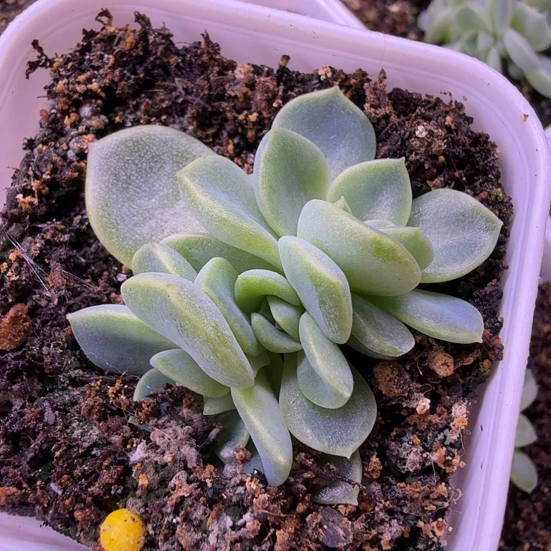 绿琉璃叶插苗一物一拍3