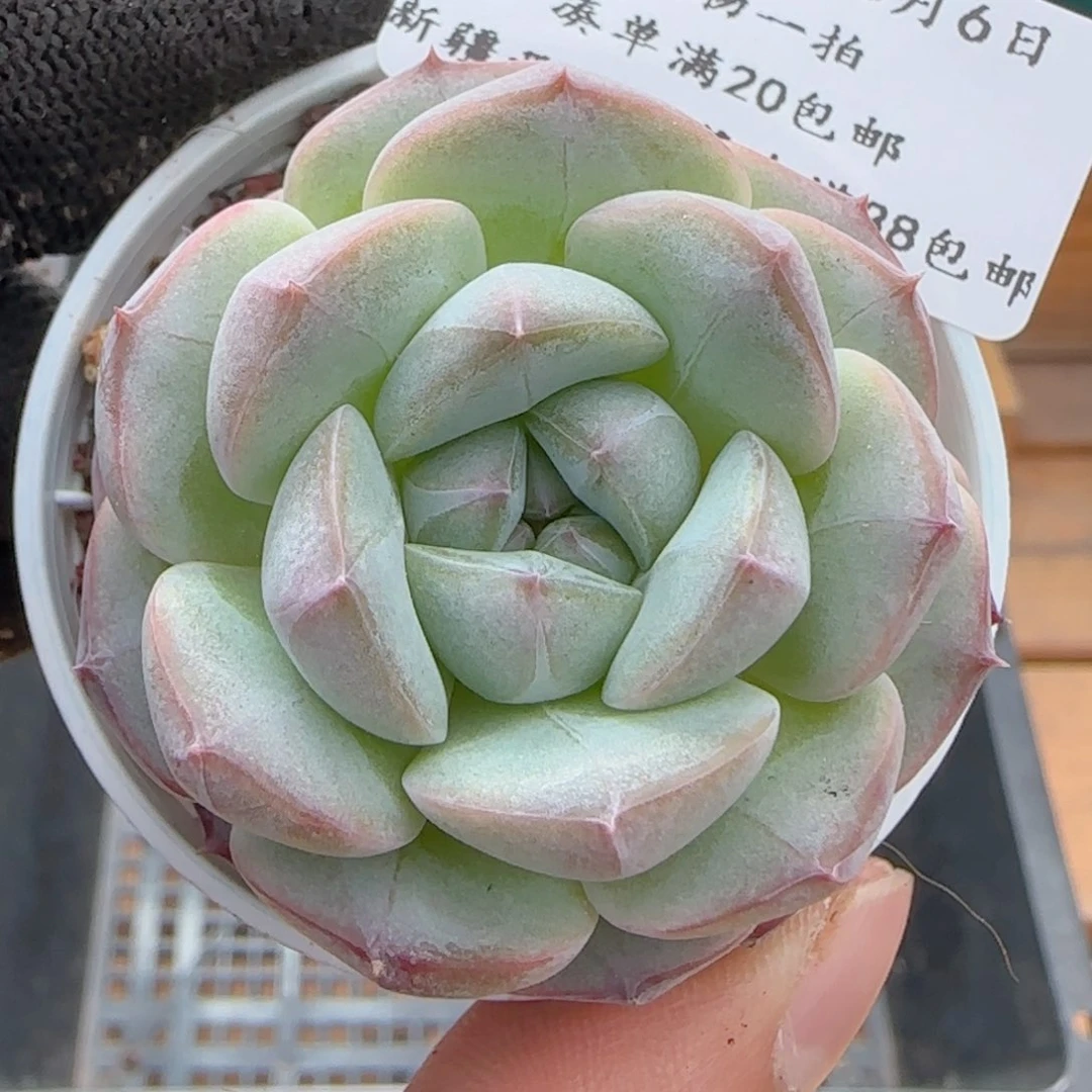 0606-156暗纹糖心