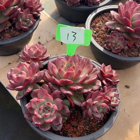 13tm多肉带盆多肉
