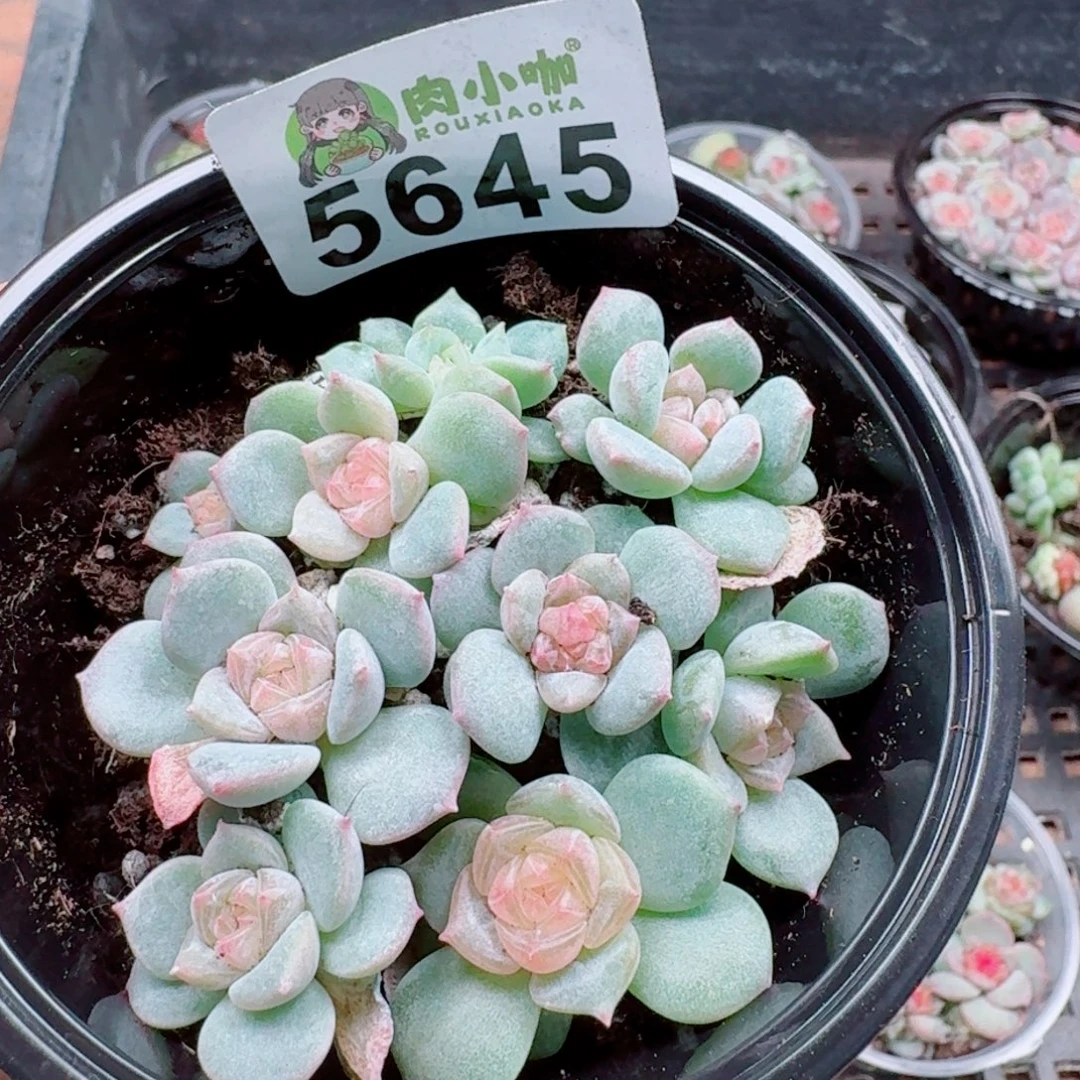 多肉植物多肉植物