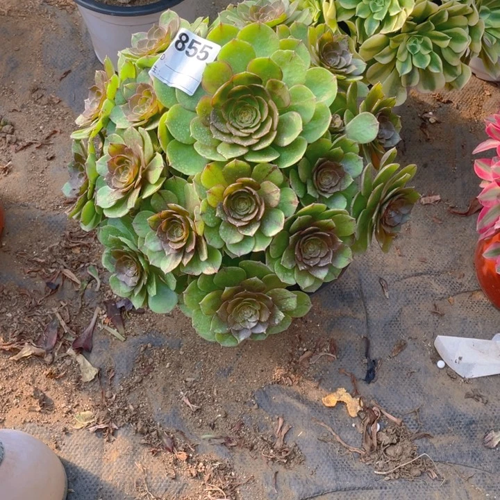 多肉红心沙拉碗法师855