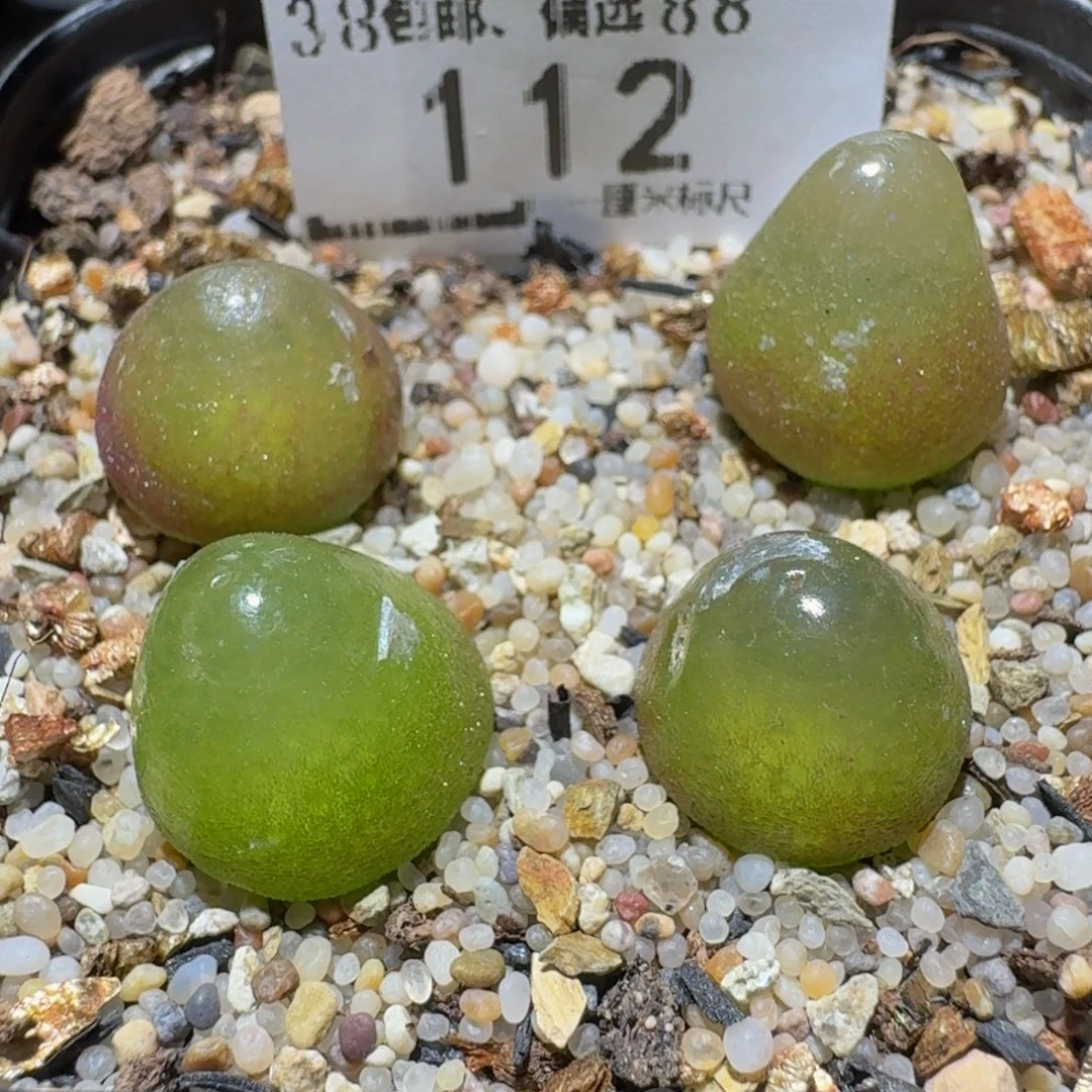 Ssss精品生石花112